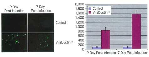 ViraDuctin を用いた AAV-GFP の導入効率