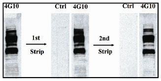 4G10リン酸化チロシン抗体のブロットおよびストリッピング