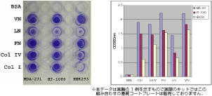 CytoSelect(TM) זEڒAbZC