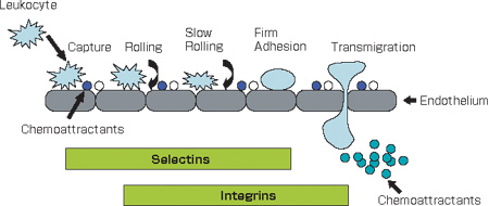 CytoSelect(TM) ^ڒAbZC