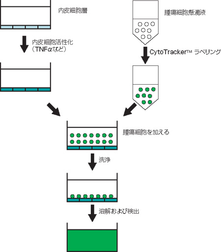 CytoSelect(TM)ᇓזEڒAbZC