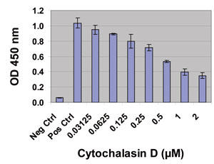 Cytochalasin D ɂ}Nt@[W (Raw264.7) זẼt@STCg[VXjQ