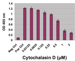 Cytochalasin D によるマクロファージ (Raw264.7) 細胞のファゴサイトーシス阻害