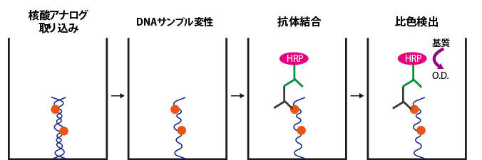 細胞内DNAに組み込まれたBrdU/IdU/EdU を各抗体により検出