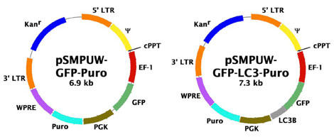 GFP-LC3 `ECXxN^[