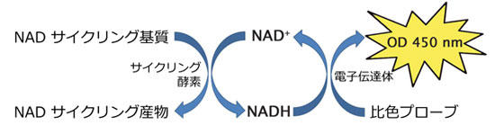 NAD+/NADH サイクリングアッセイの原理