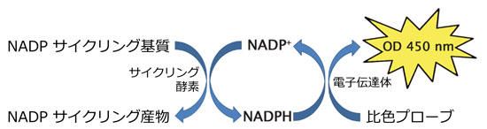 NADP+/NADPH TCNOAbZČ