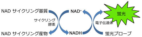 NAD+/NADH TCNOAbZČ