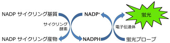 NADP+/NADPH サイクリングアッセイの原理