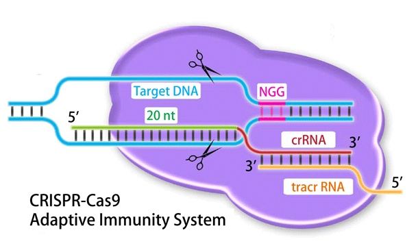 CRISPR/Cas9 VXe