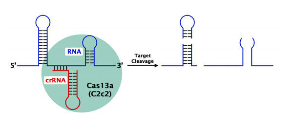 CRISPR/Cas13a (C2c2) の RNA 編集