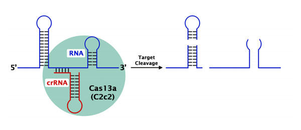 CRISPR/Cas13a (C2c2)  RNA ҏW