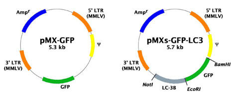 GFP-LC3 gECXxN^[