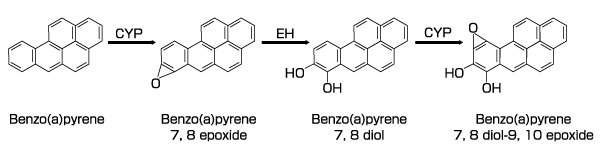 Benzo(a)pyrene ́AVgNP450yfiCYPjG|LVhqh[[iEHjɂG}A ܂܂ȑӎYYoAŌɔ񐫕BPDE ɂȂ܂B