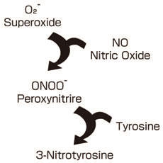 酸化ストレス下でのニトロチロシンの形成