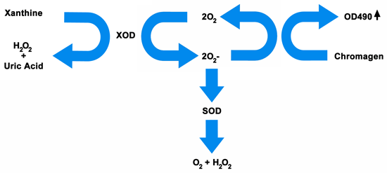 スーパーオキシドジスムターゼ（SOD）活性測定アッセイの原理