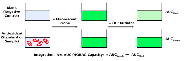OxiSelect™ HORACアッセイのアッセイ原理