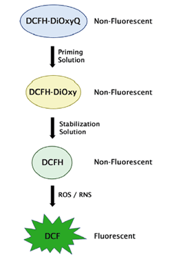 DCFH プローブを利用したアッセイ原理