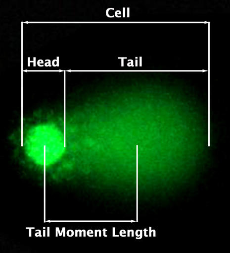 OxiSelect™ Comet Assay Kitを用いたDNAダメージの落射蛍光顕微鏡像。