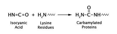 図1　タンパク質のカルバミル化によるカルバミル化リジン（CBL）の形成