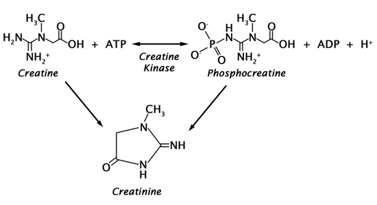 クレアチニンの合成