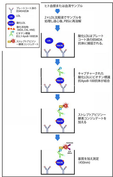 MDA-LDL ̑茴