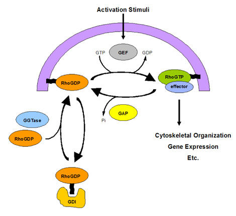 Rho の活性化・不活性化サイクル