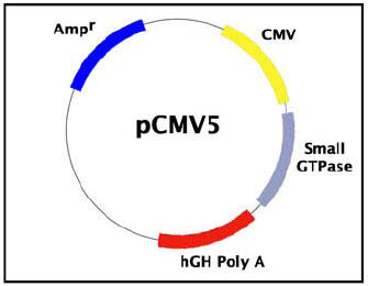 ᕪq GTPase xN^[̈`q}bv