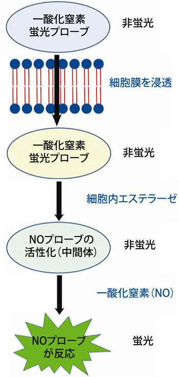 測定原理｜細胞内一酸化窒素（Nitric Oxide；NO）アッセイ