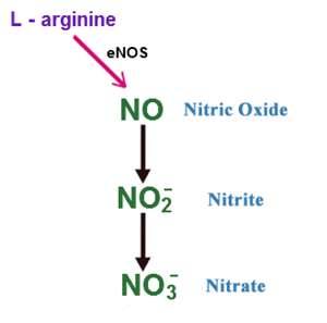 L-アルギニンの硝酸への酸化