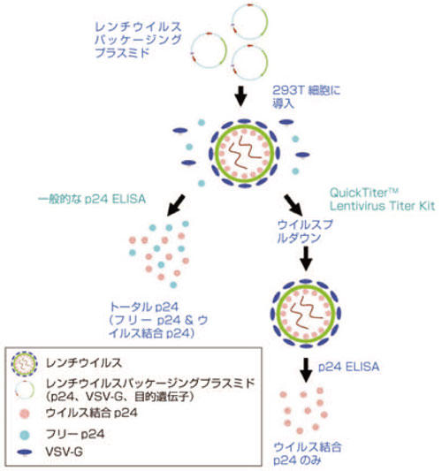 レンチウイルス定量キット ウイルス結合 p24 ELISA のプロトコール