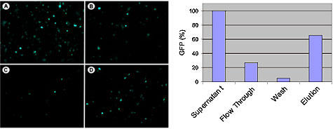 AAV2-GFP̐