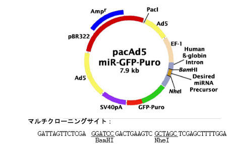 pacAd5 miR-GFP/Puro ShuttlexN^[(7900 bpAAsVϐ)