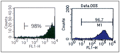 pMXs-GFP xN^[œAPlatinum-E זEŎYGFP gECX㐴ŊזE