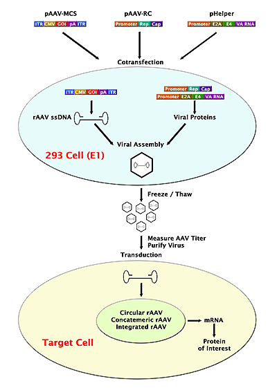 AAV2-GFPの作製と遺伝子導入