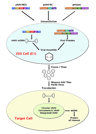 AAV2-GFP̍쐻ƈ`q