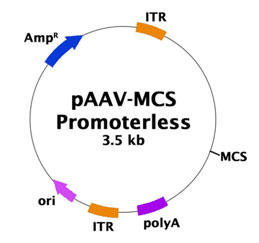 pAAV-MCS Promoterless Expression Vector