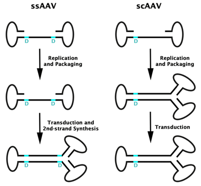 scAAVベクターからdsAAVを作製することで、in vivo、in vitro の実験の両方において、形質導入の効率が大幅に改善
