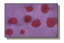 Cell Based Assays