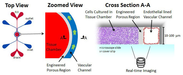 Migration Assays