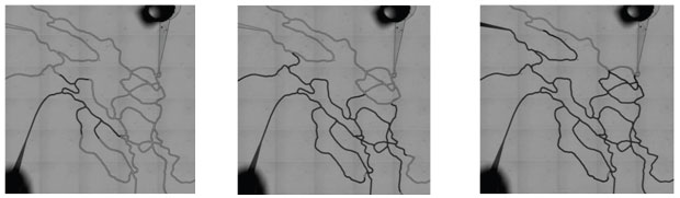 Time Lapse Image of Perfusion in SynVivo