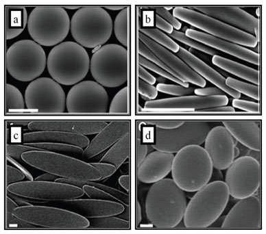 SEM Images of Particle Shapes