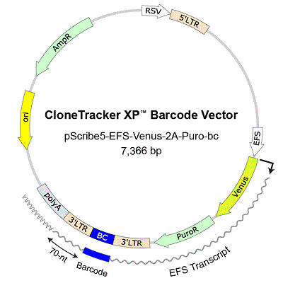 CloneTracker XP(TM) `ECXo[R[hCu[̃xN^[}bv