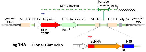 CLT_crispr_barcode_library_1.jpg