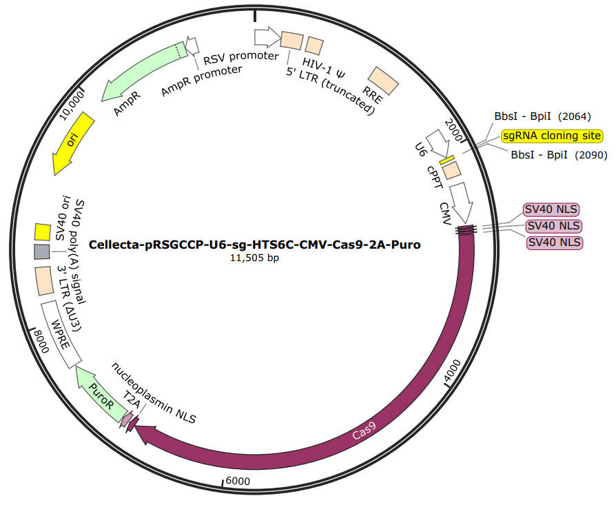 CLT_crispr_lentiviral_constructs_1.jpg