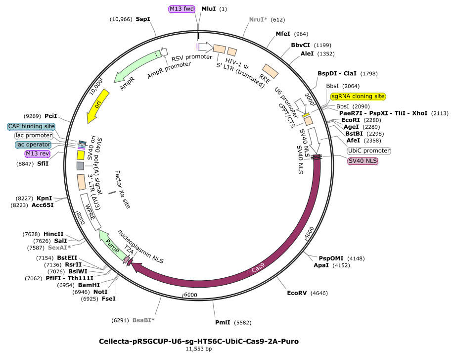 CLT_crispr_lentiviral_constructs_2.jpg