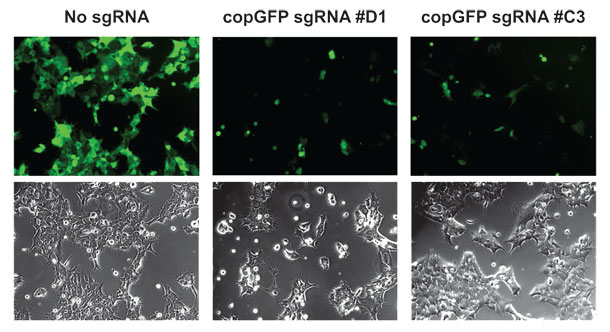 copGFP WIƂ鐔 sgRNA fUCAcopGFP 蔭 HEK293 זEɌ`B9  GFP uώ@ƂAȂƂ 70% ̍זE GFP ĂB