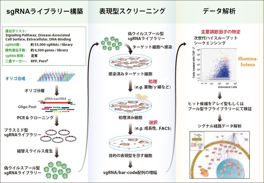 プール型レンチウイルス sgRNA ライブラリ実験概要