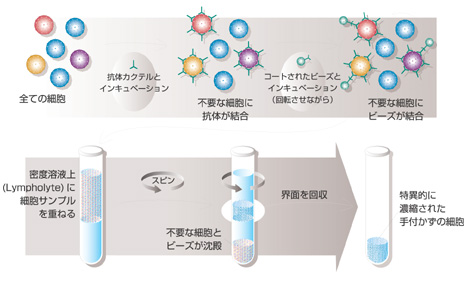 プロトコール