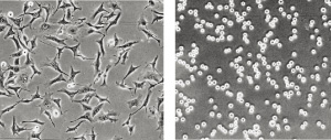 COI_00710001_fibronectin.jpg